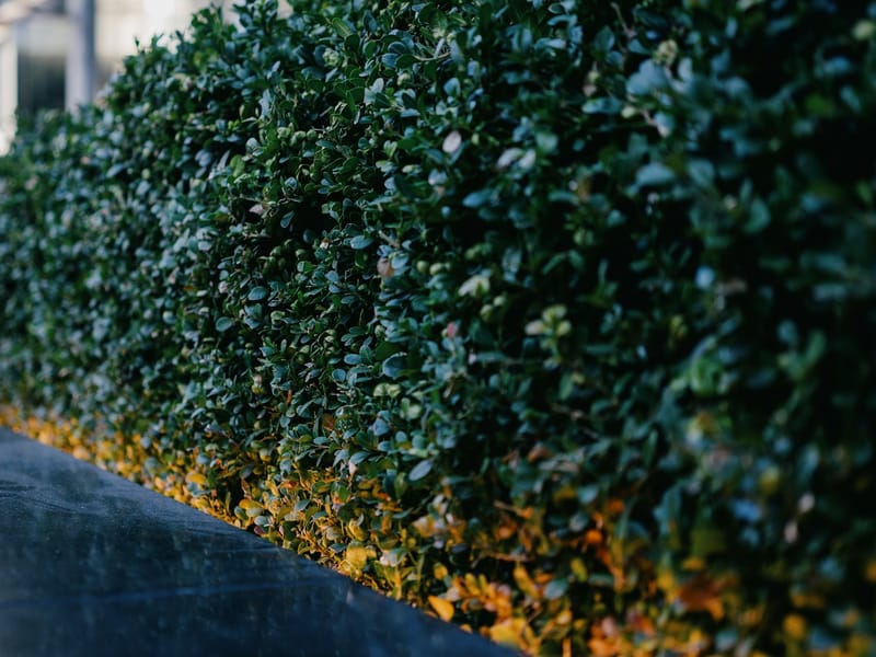 Close view along a neatly trimmed garden hedge