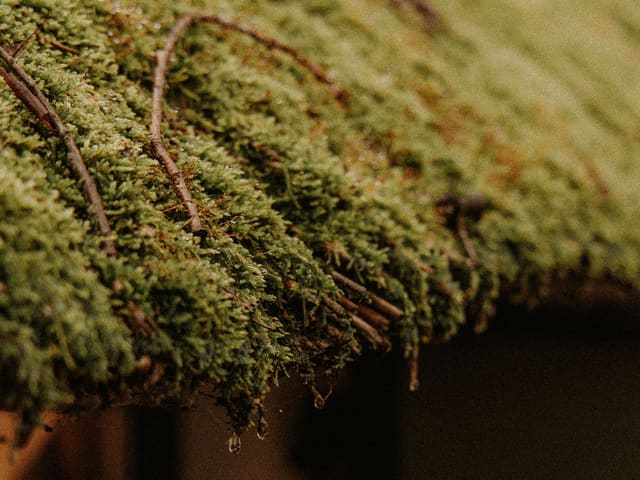 Moss growing along a roof edge, close up.