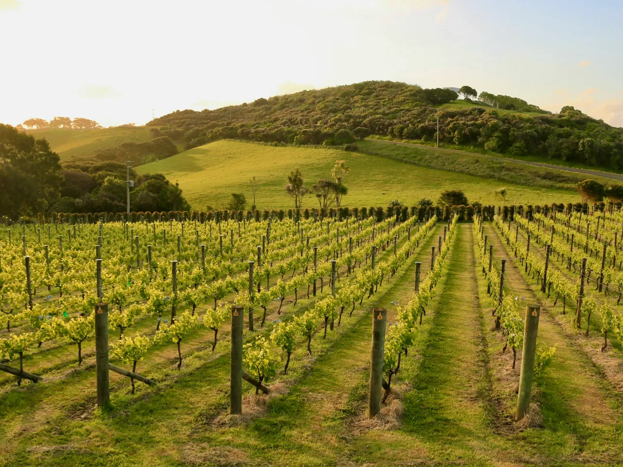 A wide green paddock rolling toward a hill on Waiheke Island