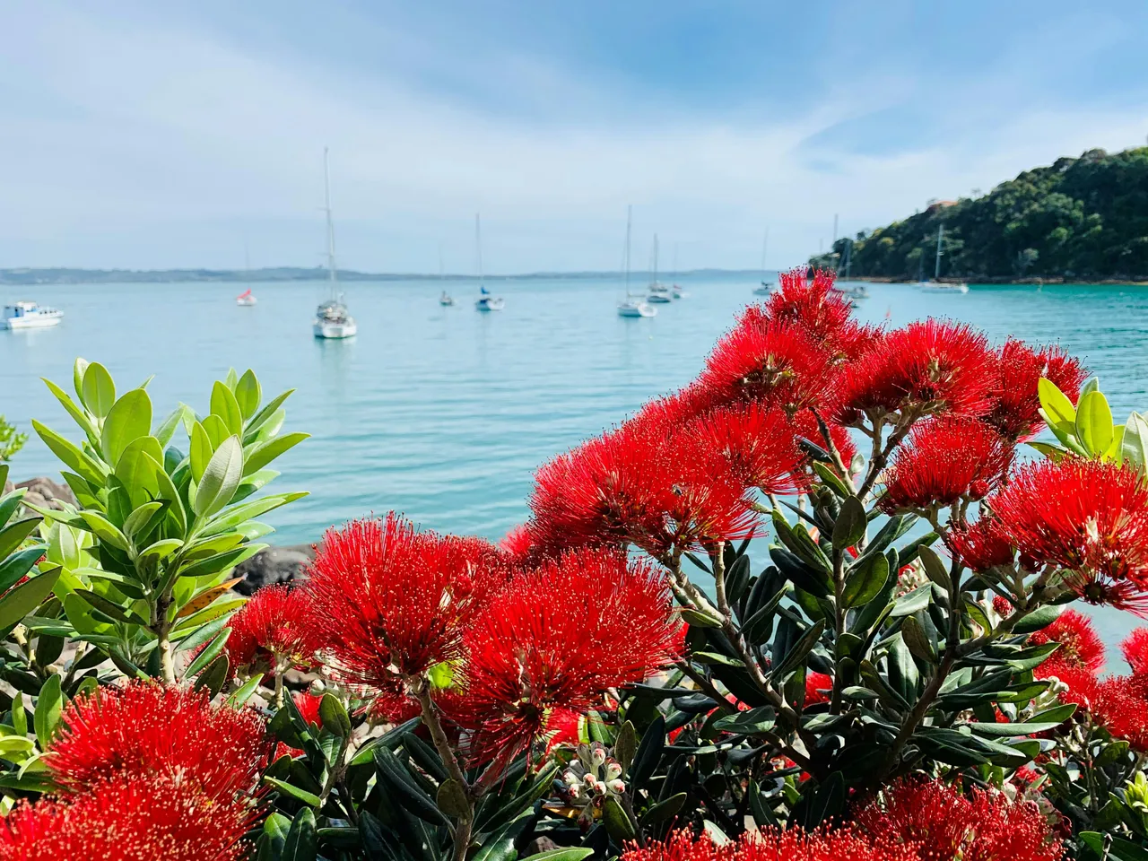 Red pohutukawa flowers above a Waiheke bay