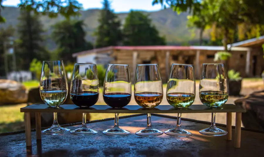 A row of tasting glasses on an outdoor table with green hills behind